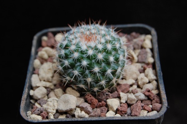 Mammillaria scrippsiana ssp. schumacheri JMC 5279