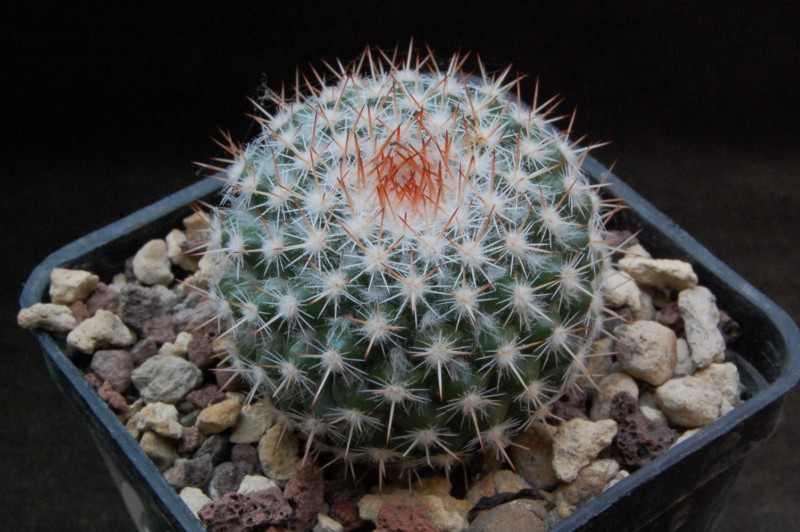 Mammillaria scrippsiana ssp. schumacheri JMC 5279