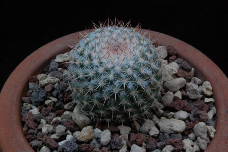 Mammillaria scrippsiana ssp. schumacheri JMC 5279