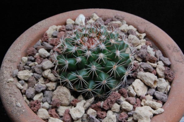 Mammillaria chaletii JMC 5241