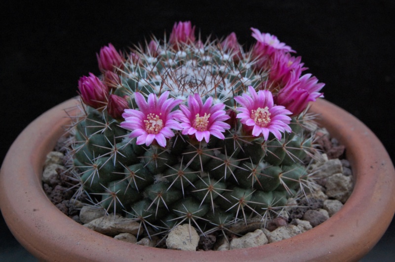 Mammillaria chaletii JMC 5241