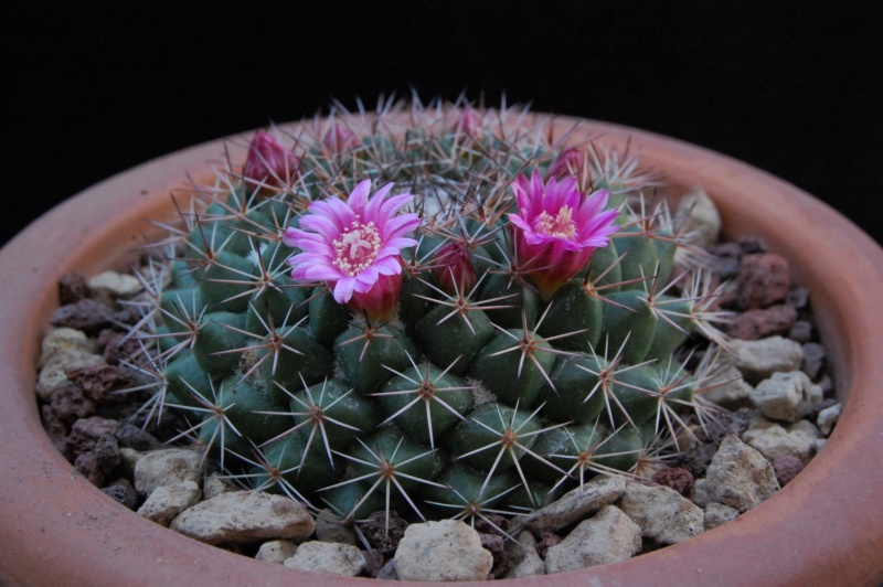 Mammillaria chaletii JMC 5241