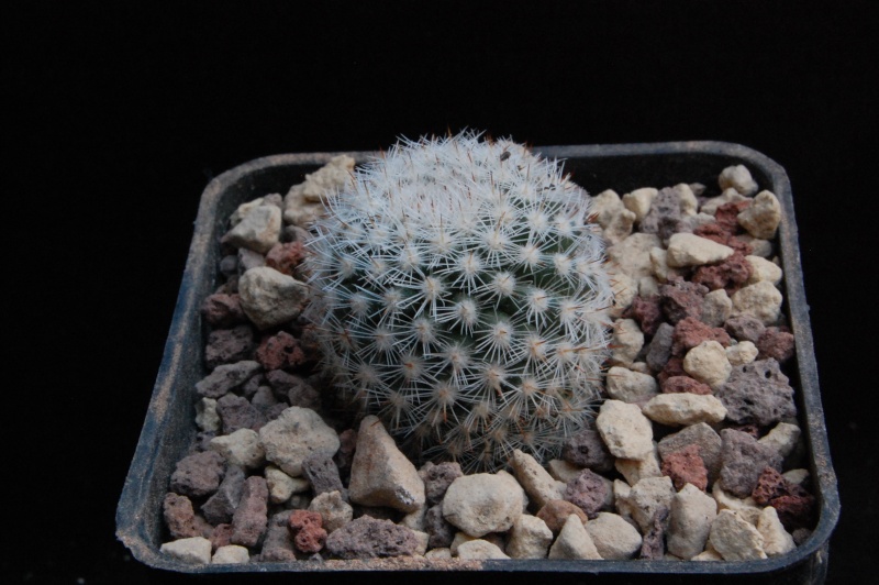 Mammillaria albilanata H.O. 293