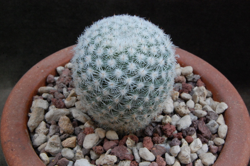 Mammillaria albilanata H.O. 293