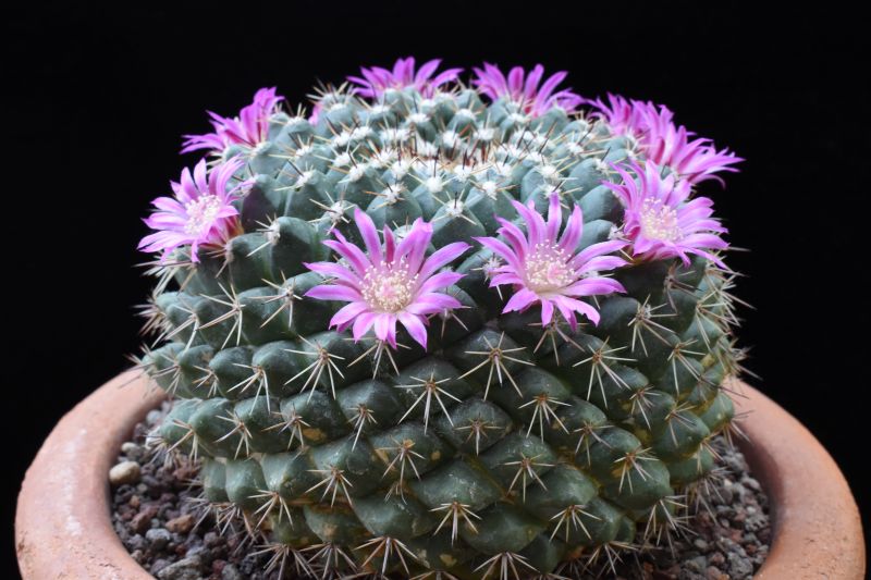 Mammillaria chaletii PN 545