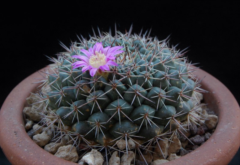 Mammillaria chaletii PN 545