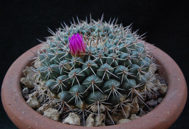 Mammillaria chaletii PN 545