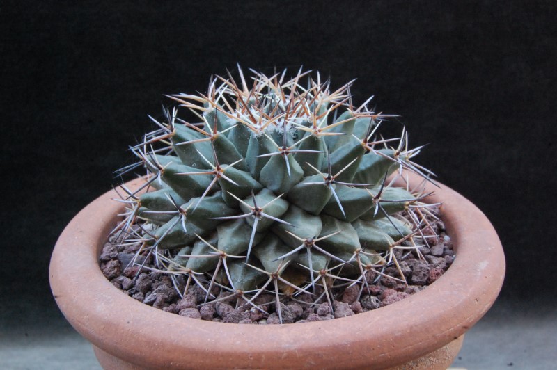 Mammillaria freudenbergeri K 287