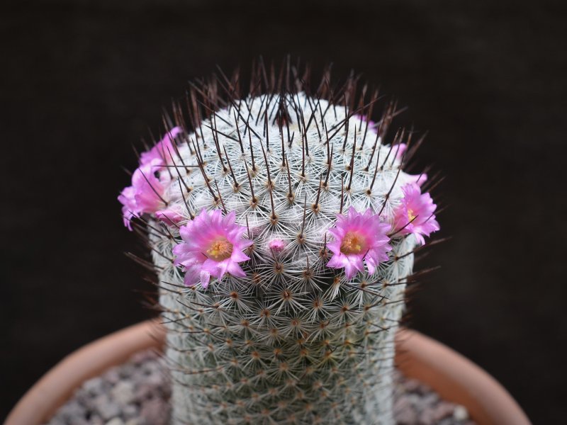 Mammillaria haageana WOLF 68