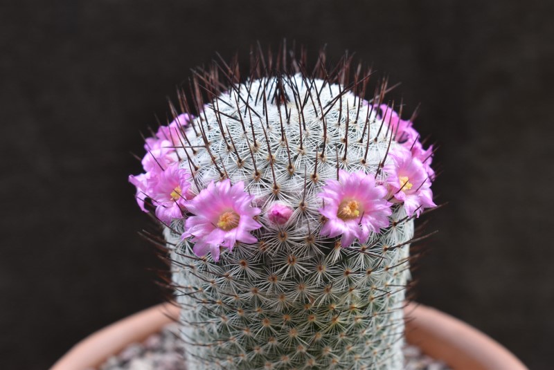 Mammillaria haageana Wolf 68