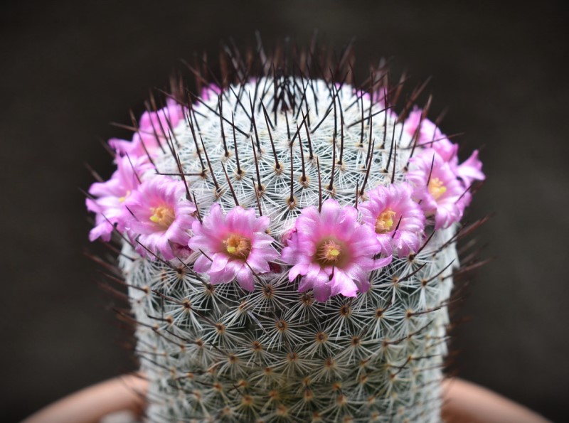 Mammillaria haageana Wolf 68