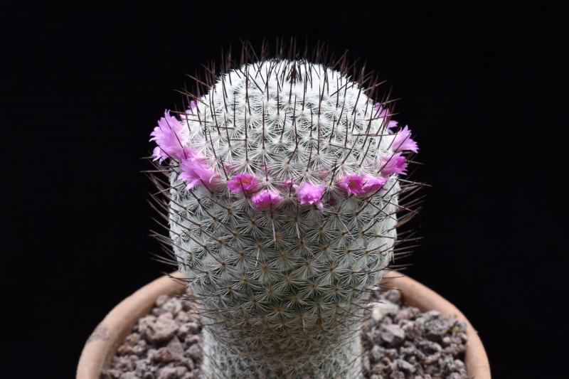 Mammillaria haageana Wolf 68