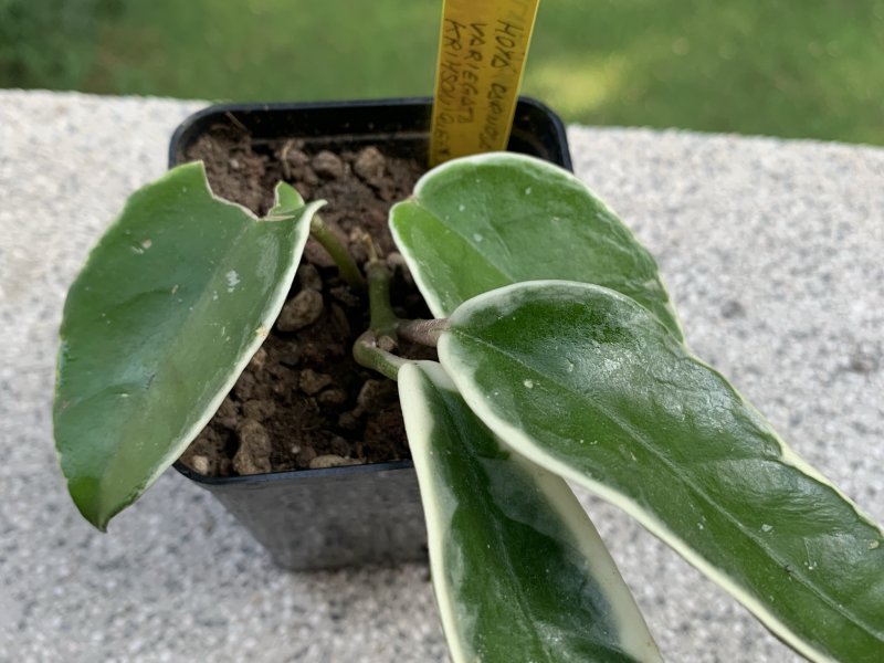 Hoya carnosa v. variegata 
