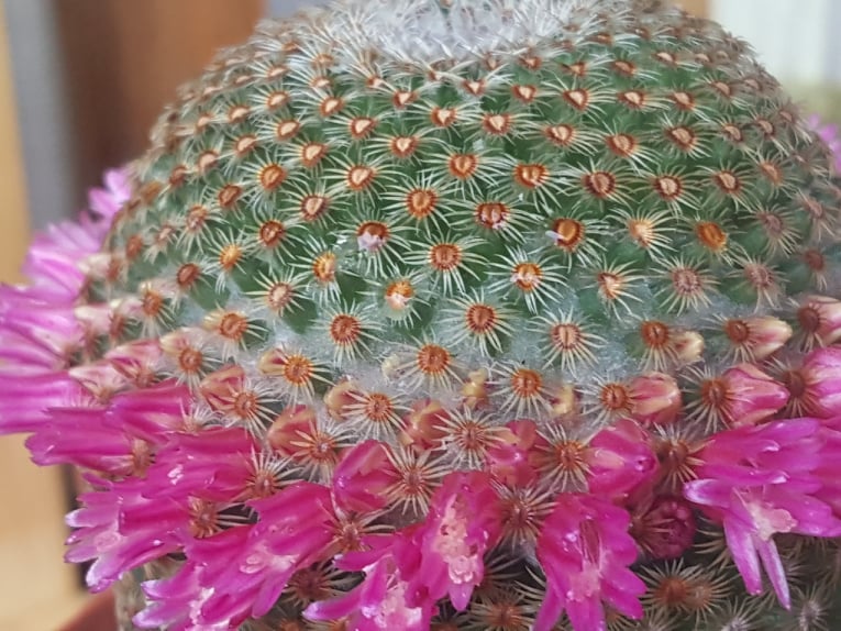 Mammillaria huitzilopochtli 