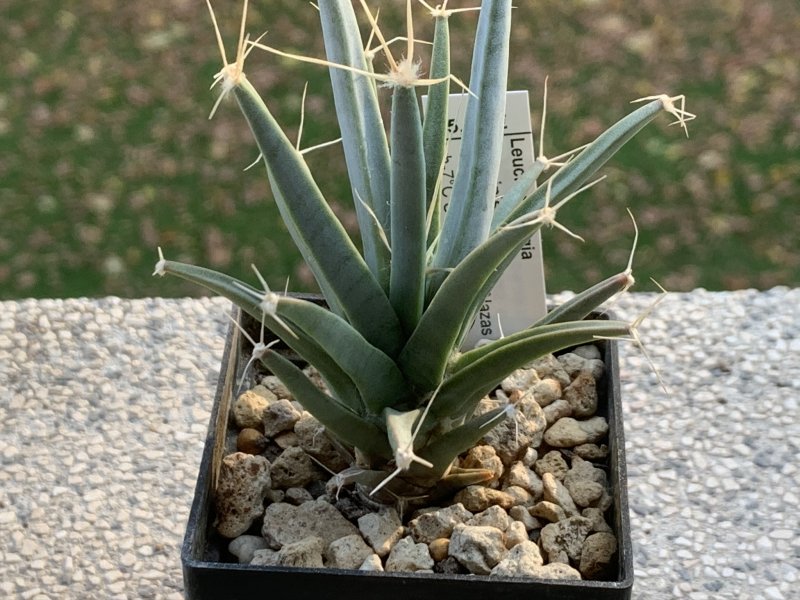 Leuchtenbergia principis 