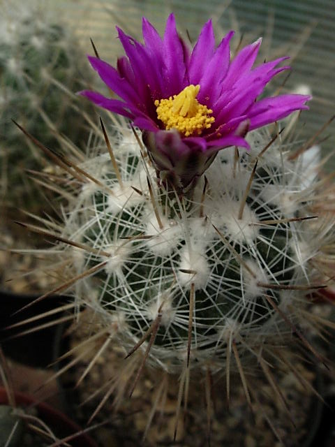 Thelocactus conothelos ssp. argenteus 