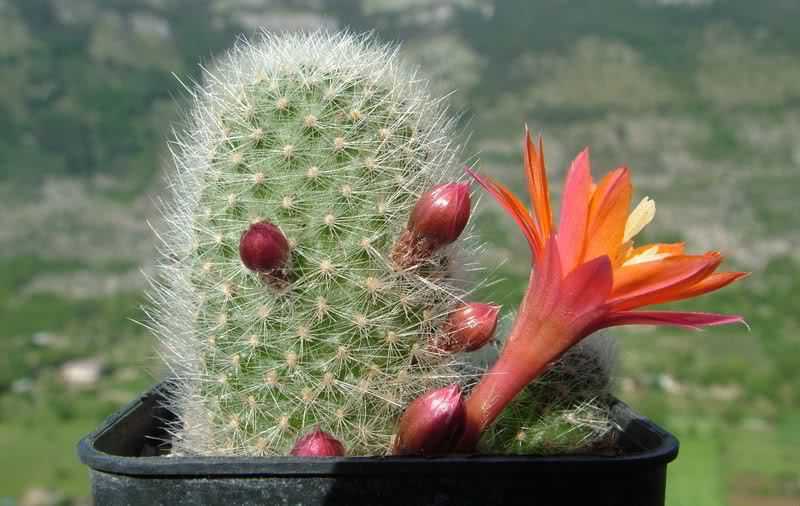 Rebutia hoffmannii 