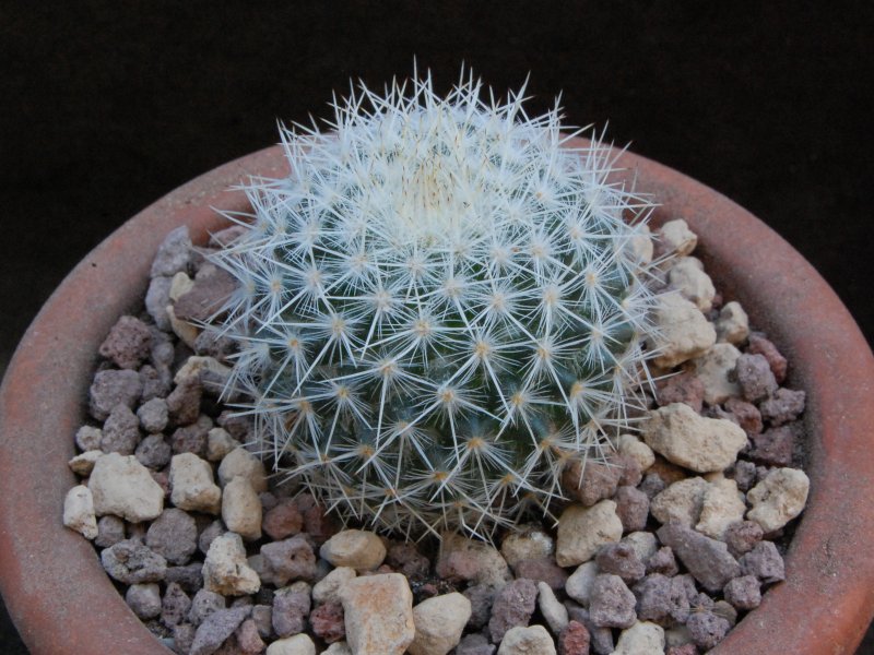 Mammillaria aff. ignota ROG 400