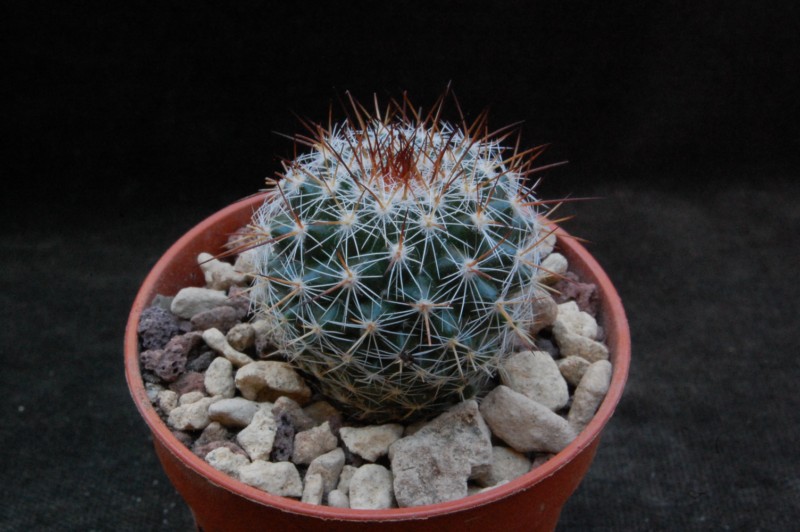 Mammillaria aff. montensis ROG 735