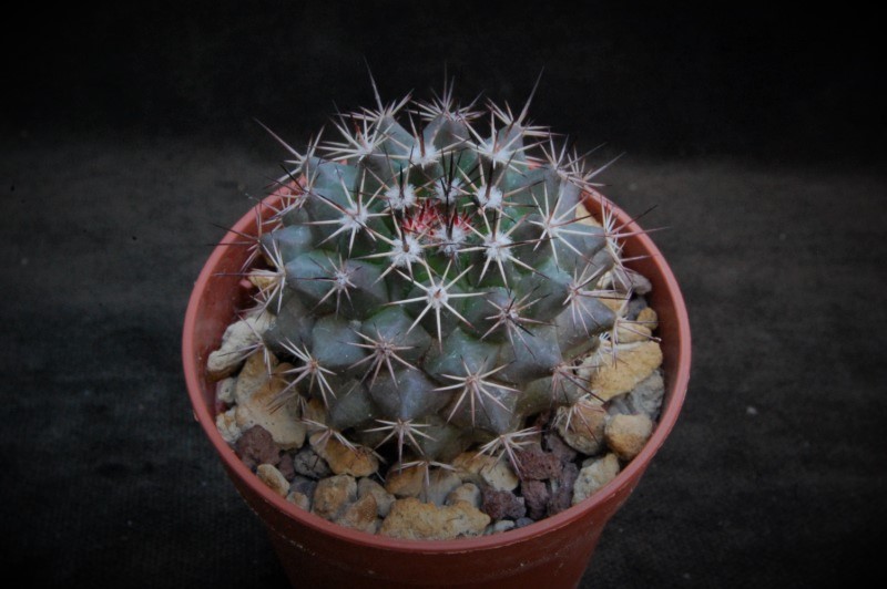 Mammillaria bocensis WH 191