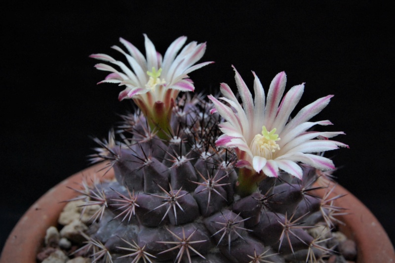 Mammillaria bocensis WH 191