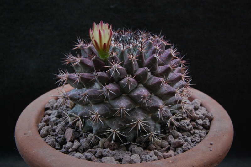 Mammillaria bocensis WH 191