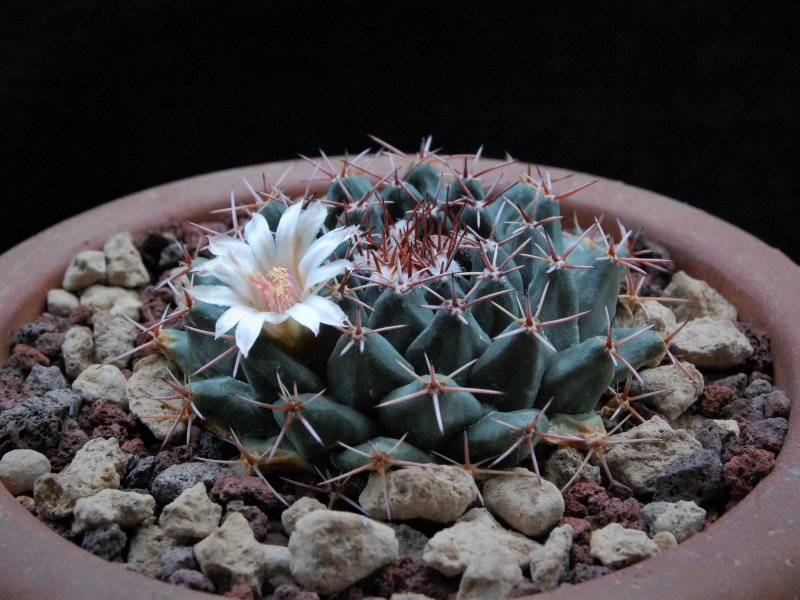 Mammillaria roseoalba ML 463