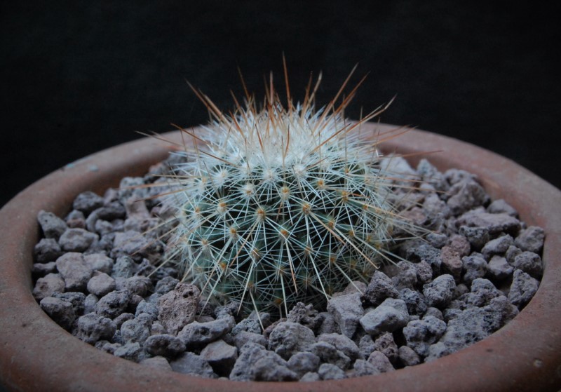 Mammillaria meyranii ESP 7/51