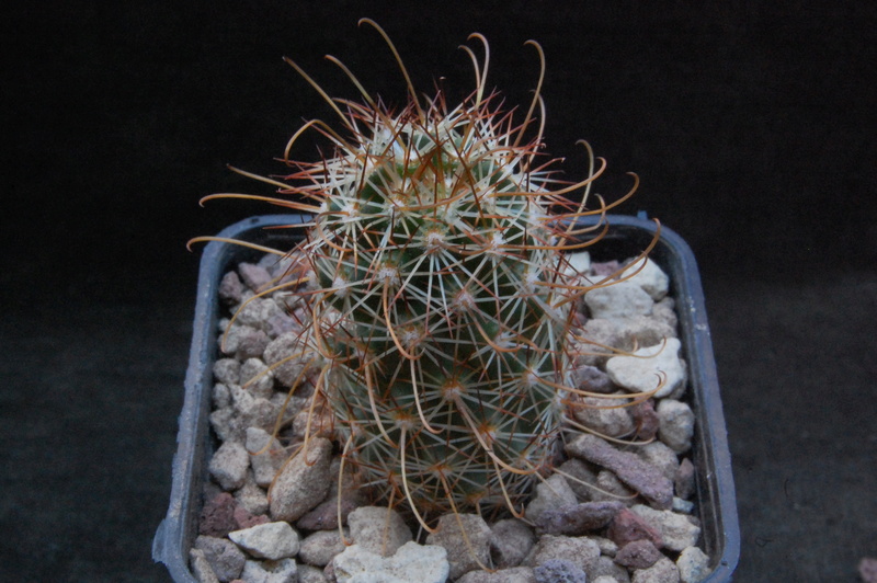 Mammillaria capensis 