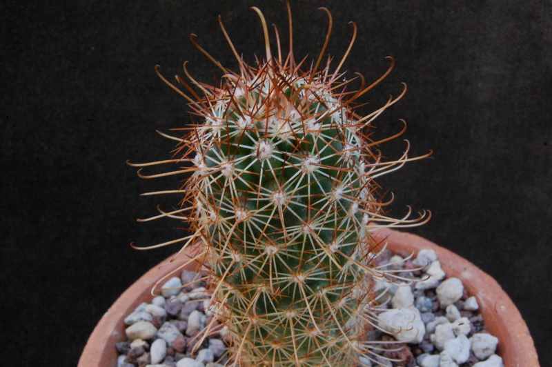 Mammillaria capensis 