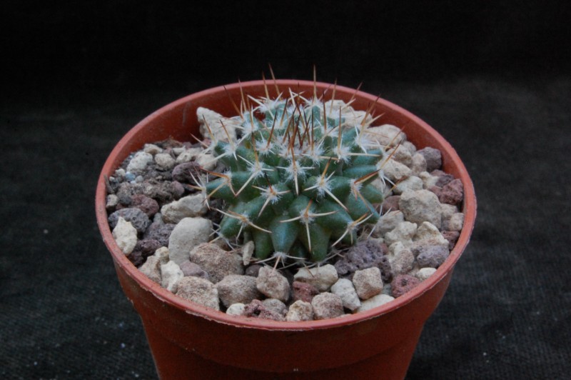 Mammillaria eumorpha TL 549