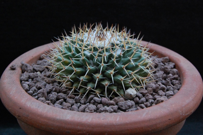 Mammillaria eumorpha TL 549