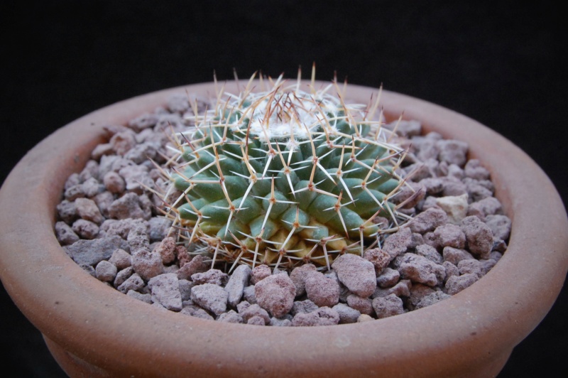 Mammillaria eumorpha TL 549