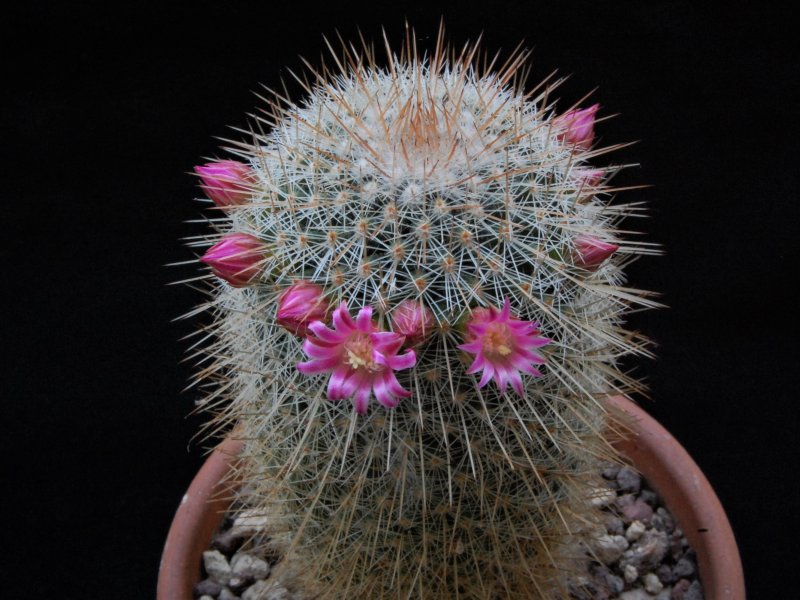 Mammillaria meyranii ESP 7/51