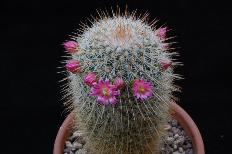 Mammillaria meyranii ESP 7/51