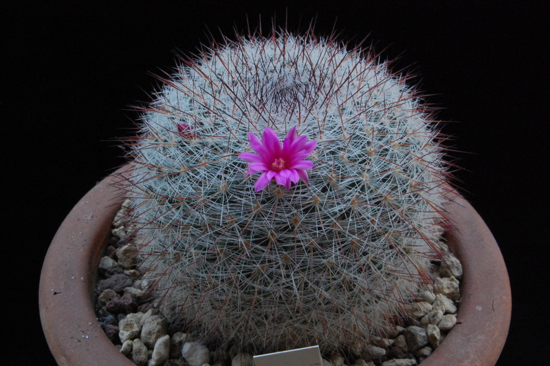 Mammillaria sinforosensis ssp. marionae WH 155