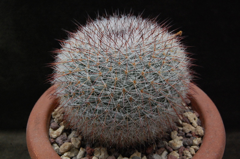 Mammillaria sinforosensis ssp. marionae WH 155