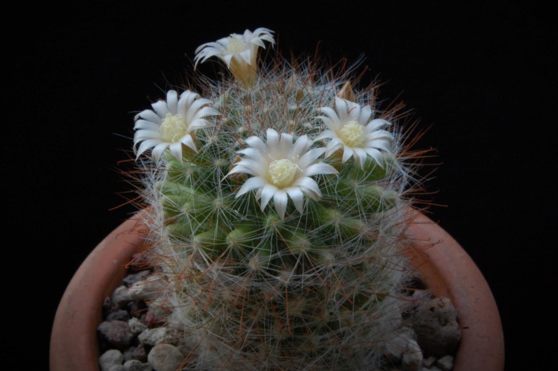 Mammillaria gilensis  forma LAU 1046