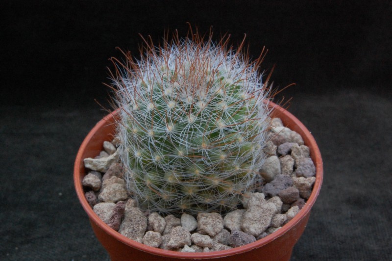 Mammillaria gilensis  forma LAU 1046