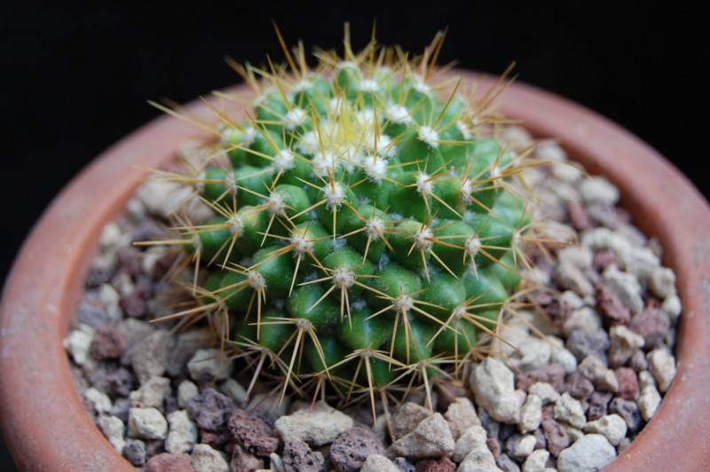 Mammillaria lindsayi HO 399