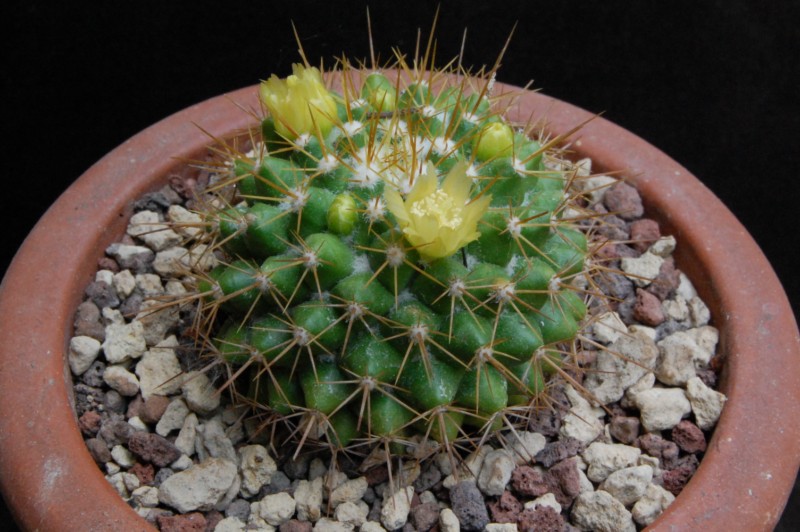 Mammillaria lindsayi HO 399