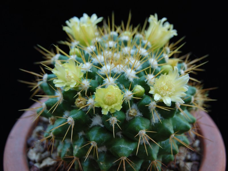 Mammillaria lindsayi H.O. 399