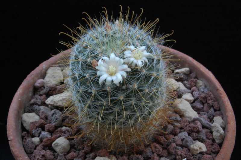 Mammillaria gilensis WTH 377