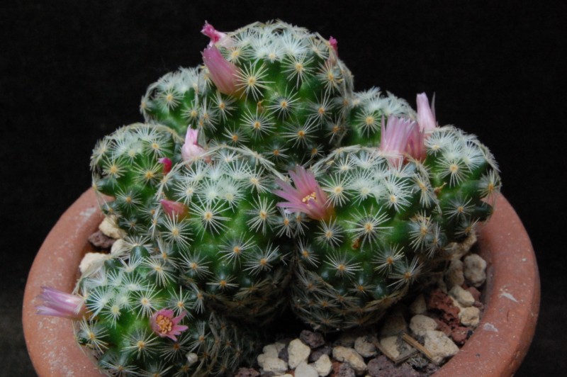 Mammillaria schiedeana ssp. giselae HO 485