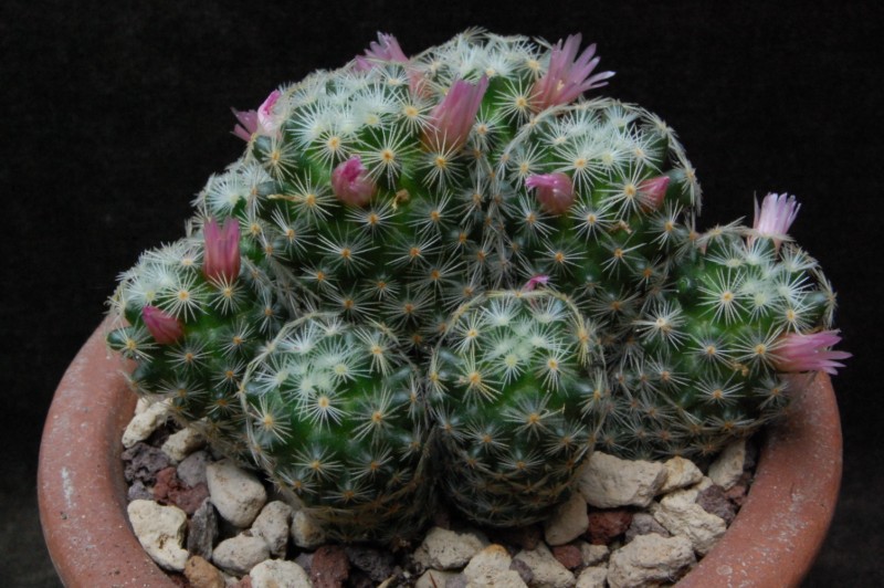 Mammillaria schiedeana ssp. giselae HO 485