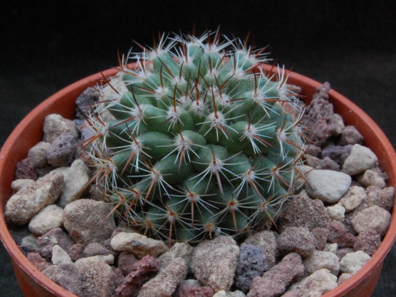 Mammillaria mundtii REP 1296