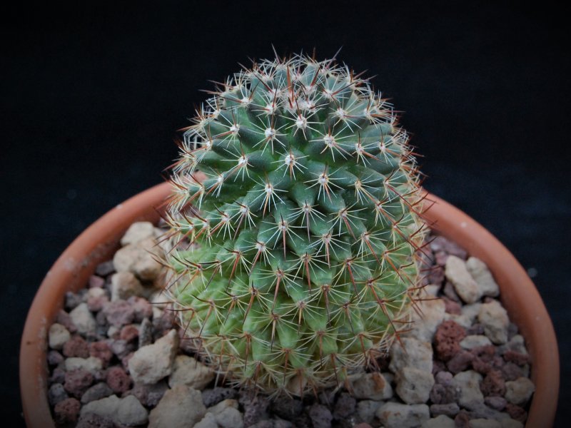 Mammillaria mundtii REP 1296