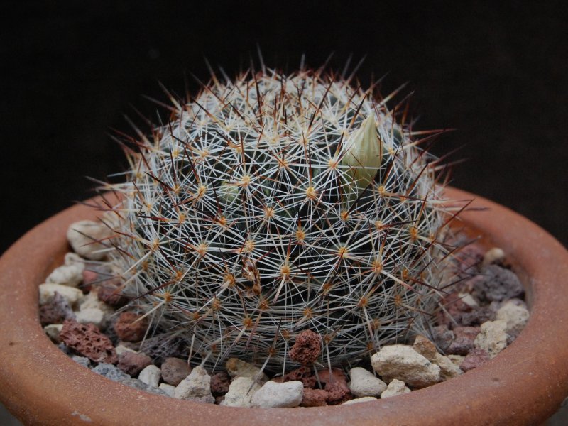 Mammillaria picta LAU 1148