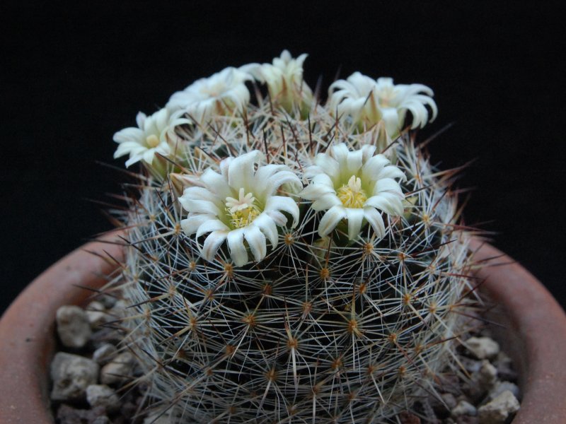 Mammillaria picta LAU 1148