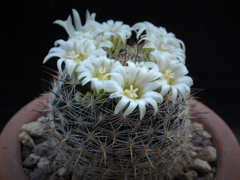 Mammillaria picta LAU 1148